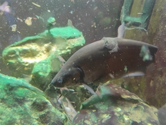 Notopterus notopterus