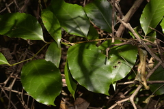 Pennantia cunninghamii