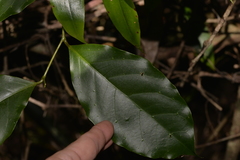 Pennantia cunninghamii