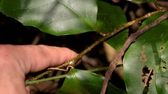 Pennantia cunninghamii