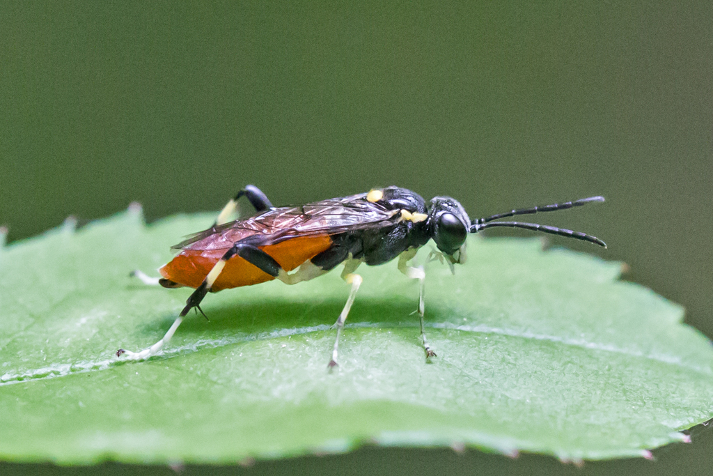 Macrophya pulchella