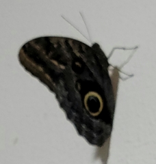 Caligo atreus