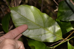 Pennantia cunninghamii