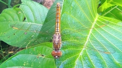 Brachythemis contaminata