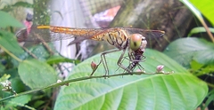 Brachythemis contaminata