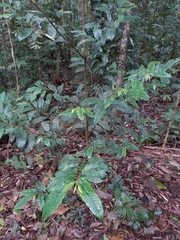 Myristica insipida