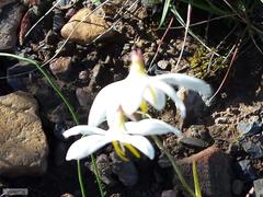 Hesperantha bachmannii