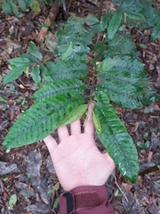 Myristica insipida
