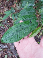 Myristica insipida