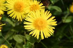 Pentanema britannica