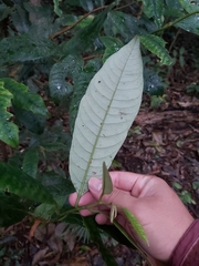 Myristica insipida