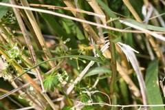 Pentanema britannica