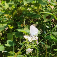 Celastrina argiolus