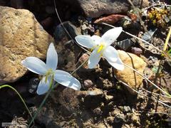 Hesperantha bachmannii