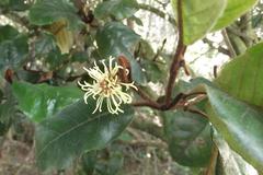 Trichocladus crinitus