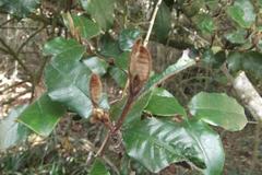 Trichocladus crinitus