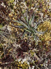 Celmisia major brevis