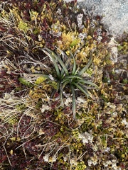 Celmisia major brevis