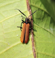 Pseudolycus torridus