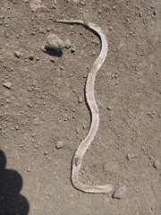 Dipsina multimaculata