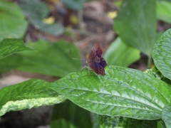 Abisara saturata
