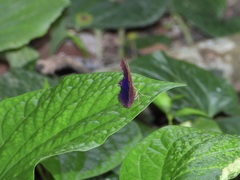 Abisara saturata