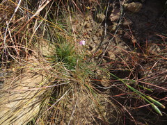 Dianthus basuticus