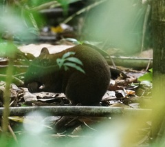 Hypsiprymnodon moschatus