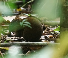 Hypsiprymnodon moschatus