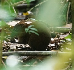 Hypsiprymnodon moschatus