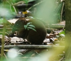 Hypsiprymnodon moschatus