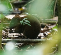 Hypsiprymnodon moschatus