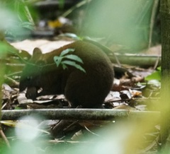 Hypsiprymnodon moschatus