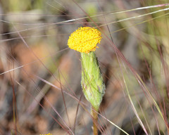 Podotheca gnaphalioides