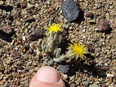 Mesembryanthemum nodiflorum