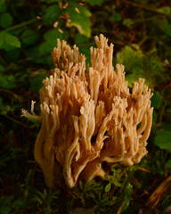 Ramaria acrisiccescens