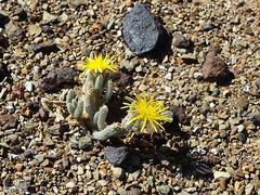 Mesembryanthemum nodiflorum