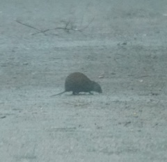 Hypsiprymnodon moschatus