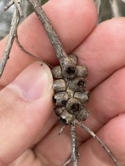 Melaleuca armillaris