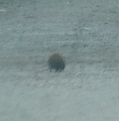 Hypsiprymnodon moschatus