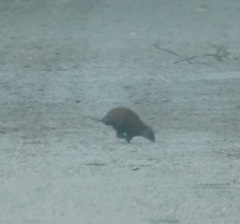 Hypsiprymnodon moschatus