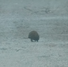 Hypsiprymnodon moschatus