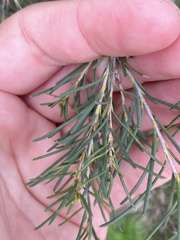 Melaleuca armillaris