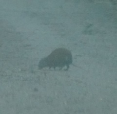 Hypsiprymnodon moschatus