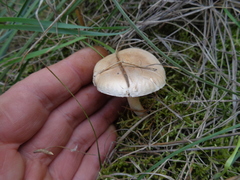 Hebeloma sinapizans