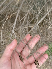 Melaleuca armillaris