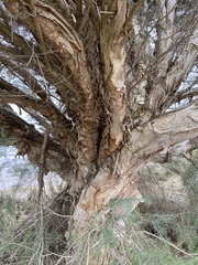 Melaleuca armillaris