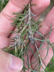 Melaleuca armillaris