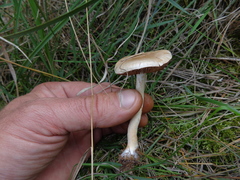 Hebeloma sinapizans