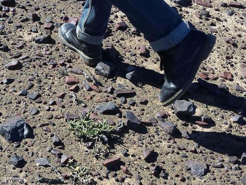 Mesembryanthemum eurystigmatum